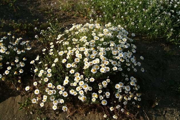 Margherite per Margherita (Ametista)